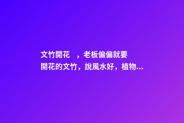 文竹開花，老板偏偏就要開花的文竹，說風水好，植物與風水講究多